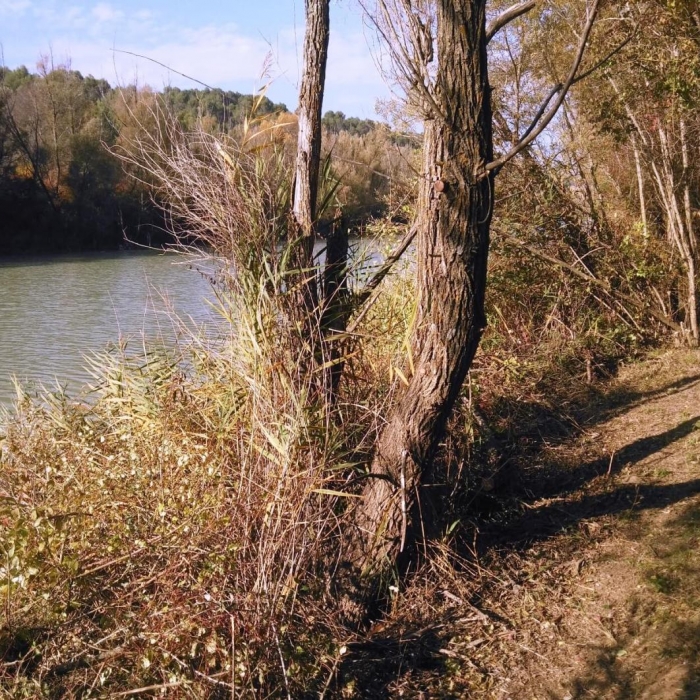 Sendero junto al río Gállego